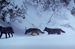 Na območju Plitviških jezer kamera ujela redko viden prizor #video