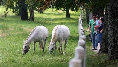 V Kobilarni Lipica poginila lipicanska žrebca