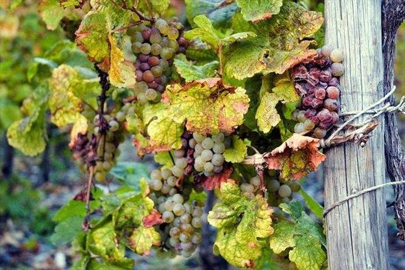 Trockenbeerenauslese, najslajše nemško vino
