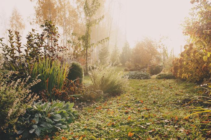 vrt, jesen, slana | Foto: Shutterstock