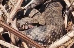 Oče in sin naletela na pet modrasov: "Mislim, da bi morala zbežati." "Ostani miren." #video