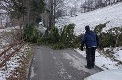 Obsežna škoda: Bojimo se, da se bodo znova namnožili največji škodljivci naših gozdov