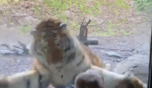Deček poziral pred tigrom, nato pa je zver napadla #video