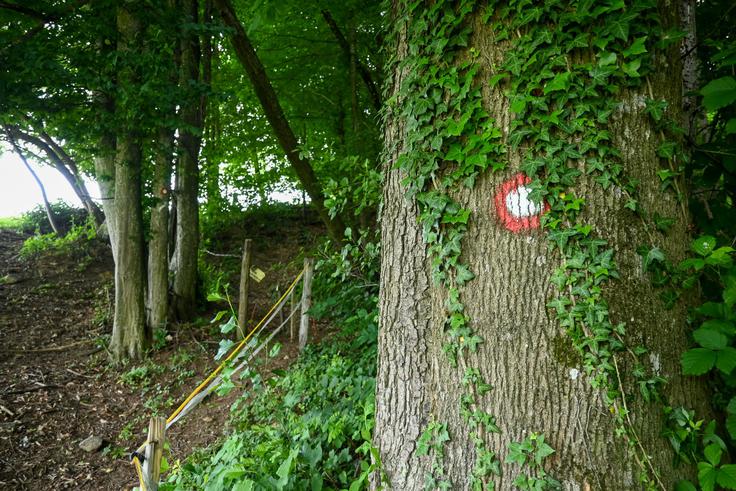 Nad travnikom nad Rečnikovo domačijo stopimo v gozd. | Foto: Matej Podgoršek