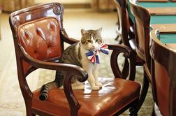 Maček iz kabineta britanskega premierja dobiva redno plačo #video
