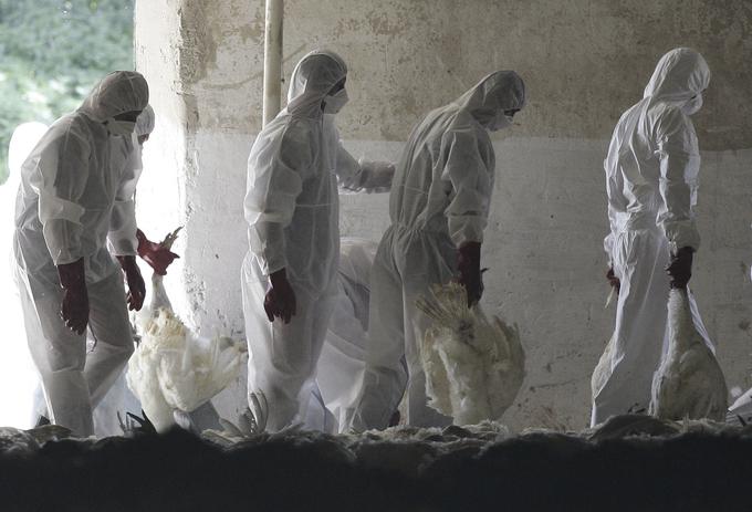 S ptičjo gripo je bilo po ocenah Svetovne zdravstvene organizacije (WHO) in Ameriškega centra za preprečevanje in nadzor bolezni (CDC) okuženih od 700 milijonov do 1,4 milijarde ljudi, umrlo pa jih je od 150 do 575 tisoč.  | Foto: Reuters