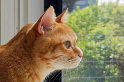 Zakaj mačke rade gledajo skozi okno?