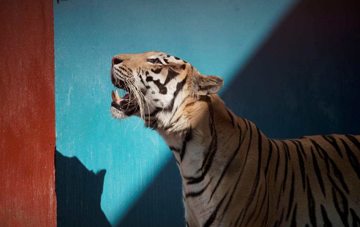 tiger | Tigra sta domnevna lastnika zadrževala doma. po več neuspelih iskalnih akcijah so ga izsledili po dobrem tednu. | Foto Reuters