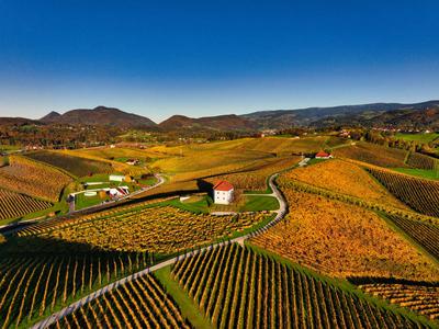 Vina za martinovo mizo: okusi, ki povežejo jed, družbo in praznik