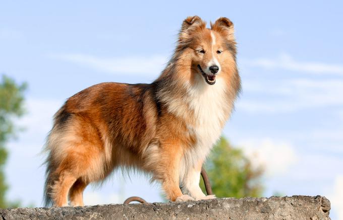 kuža pes dlaka žival | Foto: Shutterstock