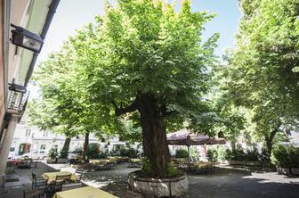 Znamenita lipa pred staro ljubljansko gostilno