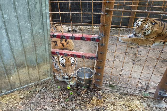 tiger zoo park rožman | Trije tigri, ki so jih v ZOO parku Rožman poimenovali Katja, Rambo in Wottan, so na Vrzdenec pri Horjulu prišli prejšnji teden. | Foto Andreja Lončar