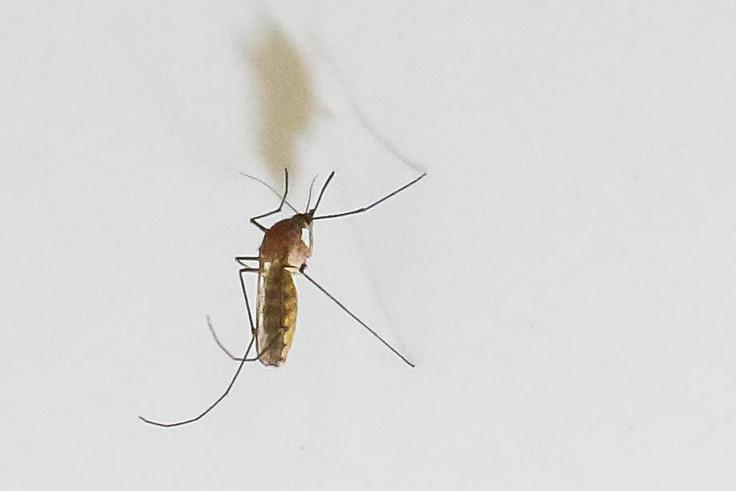 komar, vrsta culex, virus Zahodnega Nila komar, vrsta culex, virus Zahodnega Nila | Foto: Guliverimage