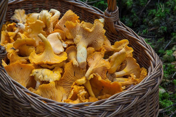 "Odzivi bralcev so bili množični, a nekako nedolžno prizadeti, češ, saj sem res odnesel iz gozda teh 30 kilogramov gob, a kaj je to takega? Najpogosteje so mi napisali, da itak gobe poklonijo prijateljem in znancem." | Foto: Pixabay