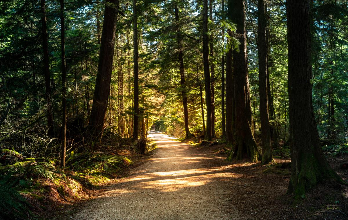 Gozd | Fotografija je simbolična. | Foto Shutterstock