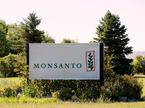 Monsanto glifosat Roundup herbicid