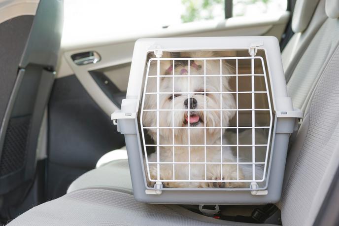 pes, potovanje | Na kaj vse moramo pomisliti, preden se s hišnim ljubljenčkom odpravimo na potovanje z avtom ali pa letalom? | Foto Shutterstock
