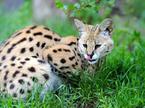 afriška divja mačka, serval