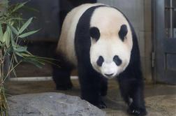 Mlada panda umrla zaradi pljučnice