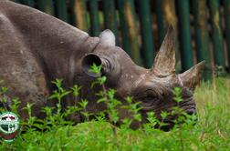 Poginil je najstarejši nosorog na svetu