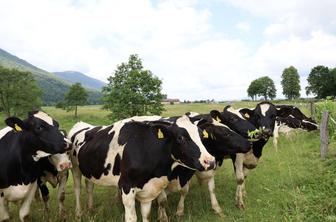 Za blagovno znamko Anton se skriva slovenska agroživilska veriga, združena v Skupino Farme Ihan, kmalu Skupino Anton
