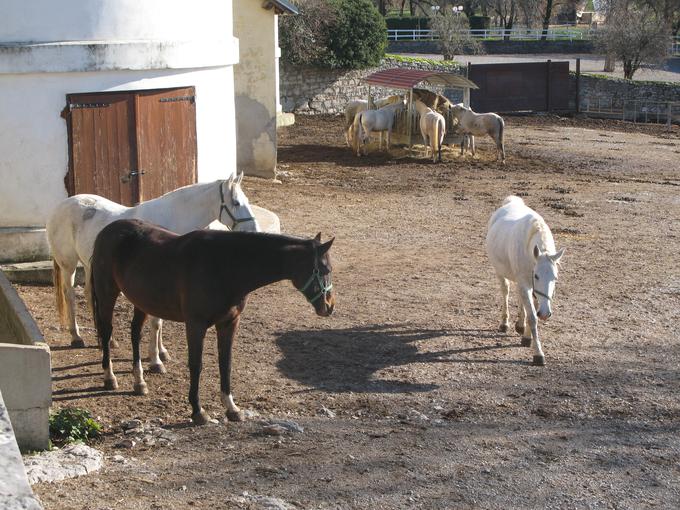 S konji naj bi v Lipici ravnali slabo, tudi hrana naj bi bila slaba. | Foto: STA ,