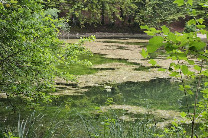 Bohinjsko jezero | Goščo so odkrili na območju pod taborniškim prostorom. | Foto STA