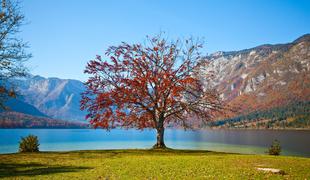 Zaradi vandalizma propada znamenito drevo pri Bohinjskem jezeru