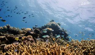Avstralci proti Unescu: Veliki koralni greben ne sodi med ogrožena območja #video