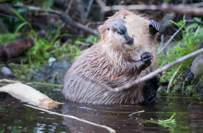 bober | Foto: Shutterstock