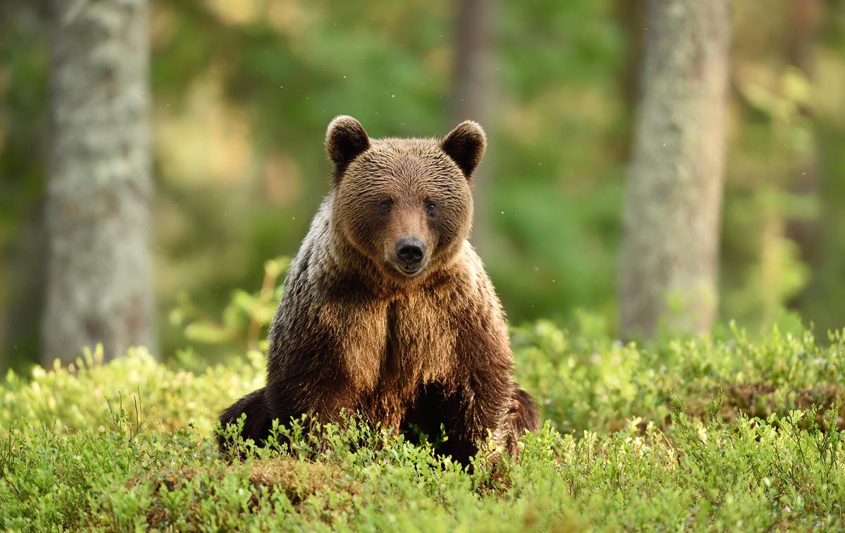 medved, rjavi medved, gozd | Večina odvzema medvedov iz narave, 60 odstotkov, naj bi bila glede na odločbo izvedena v jesenskem času. | Foto Shutterstock
