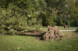 Zakaj bodo sredi Ljubljane posekali 380 dreves?