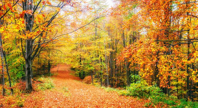 jesen listje | Foto: Thinkstock