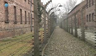 Pretresljive zgodbe tistih, ki so preživeli Auschwitz (video)