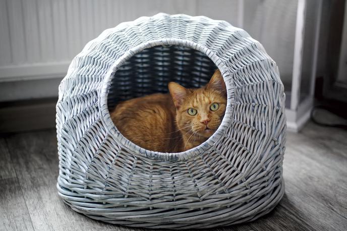 mačka | Foto Shutterstock