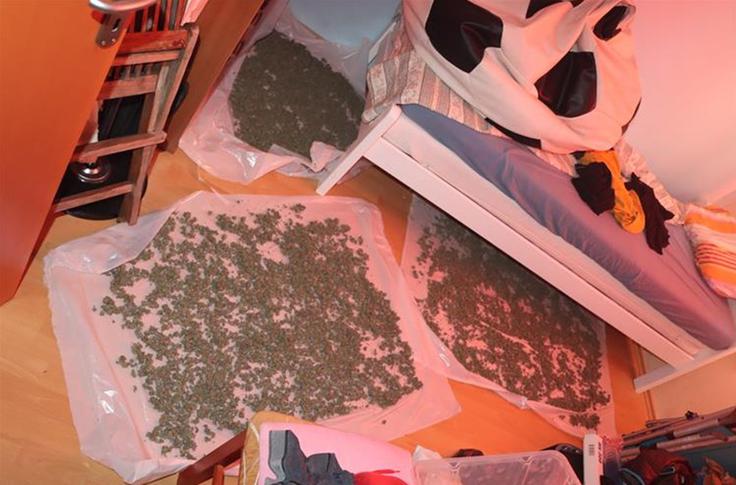 Zasežena marihuana | Foto: PU Istarska