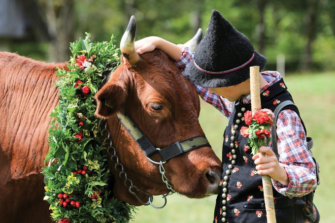 Na Kravjem Balu sodelujejo planšarji, ki z višje ležečih planin privedejo okrašene črede živine. | Foto: Mitja Sodja (Bohinj.si)