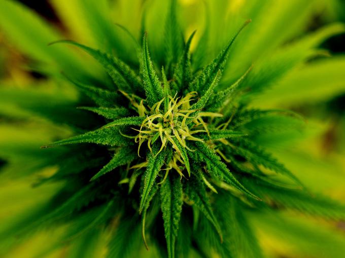 O potencialnih nevarnostih uporabe marihuane so mnenja deljena. | Foto: Pixabay