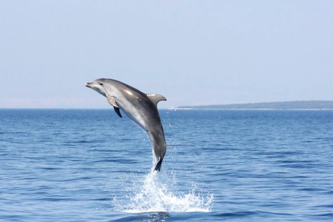 Delfini, Lošinj | Foto TZ Mali Lošinj