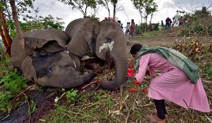 Množična smrt: strela pokončala 18 indijskih slonov
