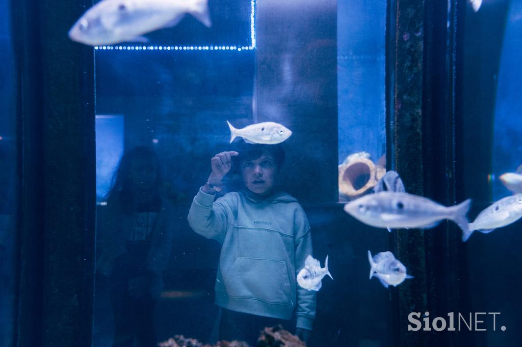 McDonald's, Akvarij Piran