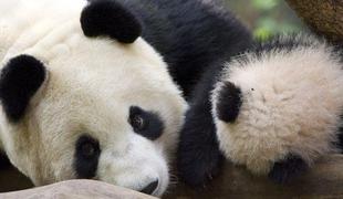 Samica pande je s šestim mladičem podrla rekord