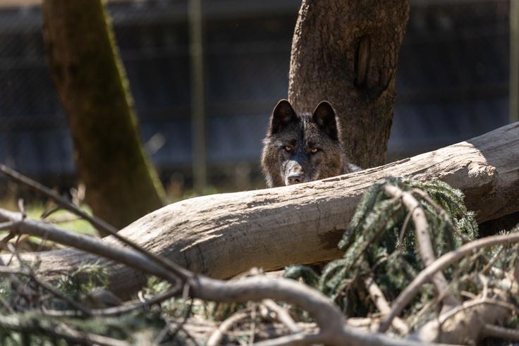 Kanadski volk | Foto: ZOO Ljubljana