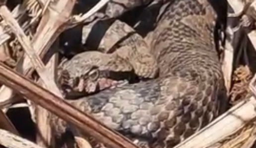 Oče in sin naletela na pet modrasov: "Mislim, da bi morala zbežati." "Ostani miren." #video