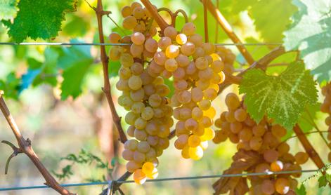 V Filovcih z brajd ukradli 350 kilogramov grozdja