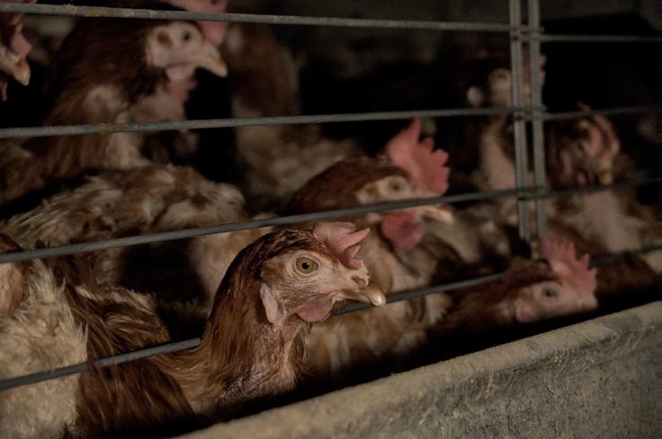 Z novelo zakona o zaščiti živali so med drugim prepovedali baterijsko rejo kokoši. | Foto: Društvo AETP