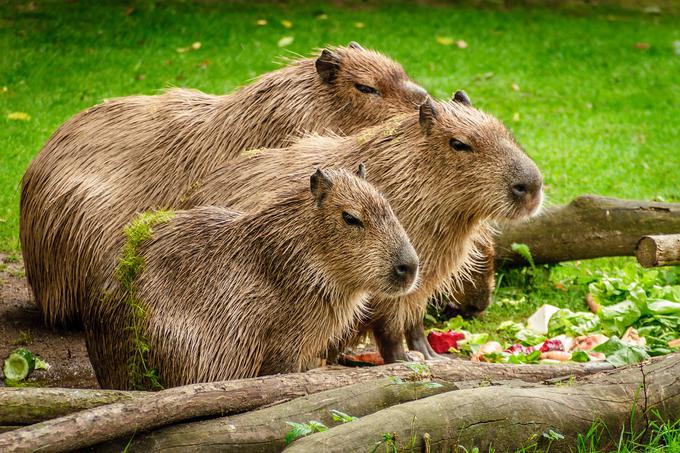 Kapibare so največji glodavci na svetu, tehtajo lahko vse tja do 80 kilogramov. | Foto: Pixabay