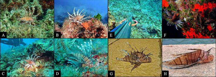 Nekaj primerov plamenk, ki so jih opazili na Hrvaškem. | Foto: Hrvaški inštitut za oceanografijo in ribištvo