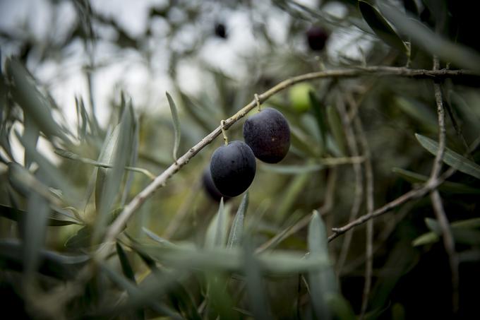oljka, oljčno drevo | Foto: Ana Kovač