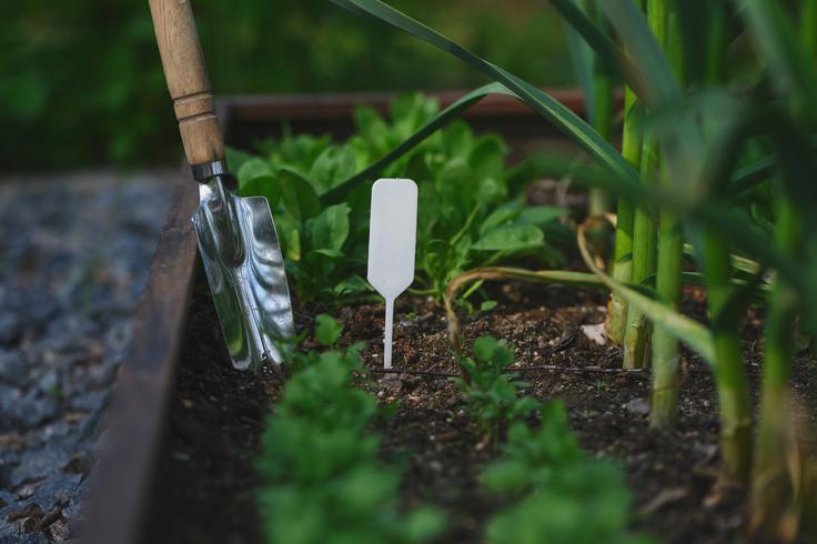 semena, sejanje, vrt, april, pomlad, vrtnarjenje | Foto: Shutterstock